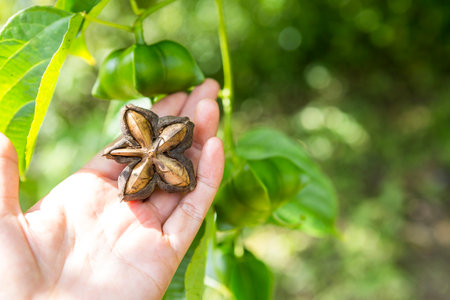 Dry organic Sacha inchi nut in girl hand over blurred green plant background, organic farming in Thailandの写真素材