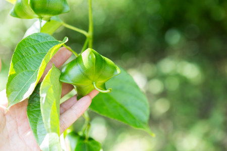 Fresh organic Sacha inchi nut in girl hand over blurred green plant background, organic farming in Thailand, healthy foodの写真素材