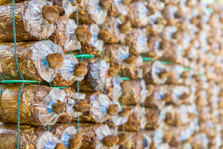 Lingzhi mushrooms farm, young ganoderma lucidum mushroomの写真素材