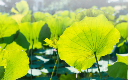 Lotus pond with green lotus leaves with morning sun light, tropical nature background, outdoor day lightの写真素材