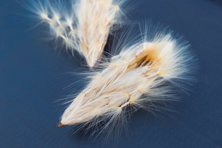 Closeup Adenium seed pod, desert rose seed pod on black background