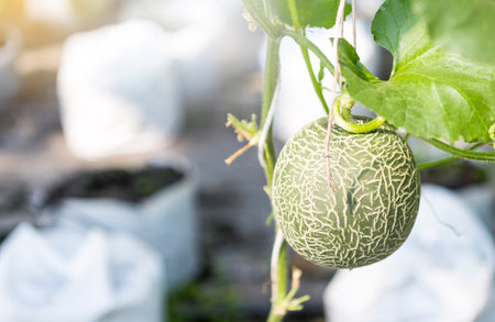 Young melon fruit over blurred background with vintage warm light, organic melon farm in Thailandの写真素材