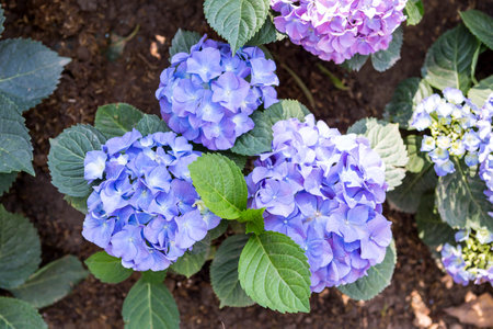 Hydrangea flower garden, outdoor day light, spring and summer garden