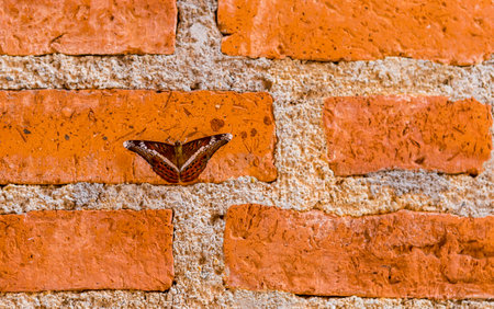 Small butter fly with beautiful wings on red brick wall, vertical styleの写真素材