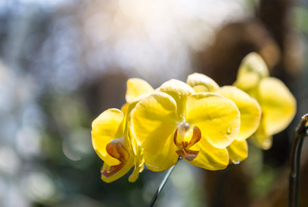 Yellow orchid from tropical garden with morning day light, nature concept background, spring seasonの写真素材