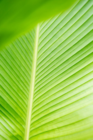 Closeup green leaf texture background, nature background