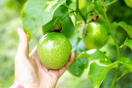Gardener hand holding young pasion fruit, agriculture industry, fruit gardenの写真素材