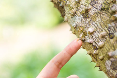 Girl finger and thorn over blurred nature green background, outdoor day light, dangerous treeの写真素材