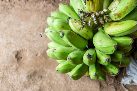 Raw organic banana from tropical garden in Thailand, green banana for make fried bananaの写真素材
