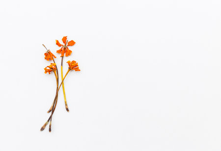 Dry yellow flower with space on white background, flower background, season backgroundの写真素材