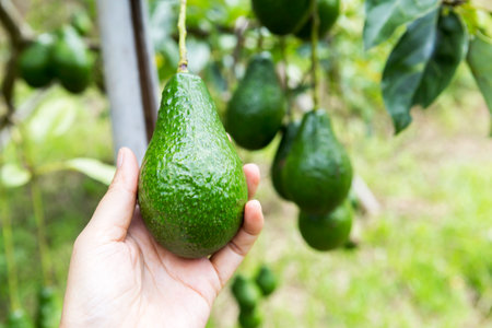 Fresh avocado fruit from the tree in female farmer hand over blurred background, agriculture concept, organic farmingの写真素材
