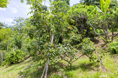 Avocado tree full of fruit from garden in north of Thailand, agriculture industry, ripe green avocado fruitの写真素材