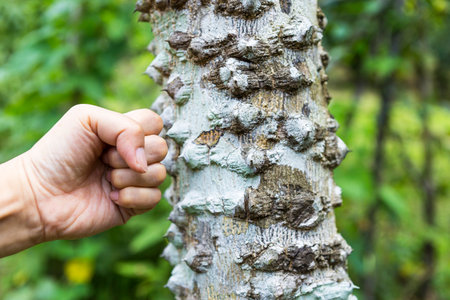 Girl hand and tree full of thorn over blurred nature green background, outdoor day light, dangerous treeの写真素材