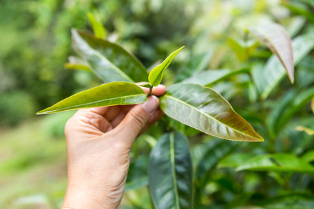 Closeup Assam tea leaves in female farmer hand over blurred tea plantation background, organice tea farming in north of Thailandの写真素材