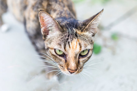 Closeup up stray cat face with curious look over blurred background, asian stray catの写真素材