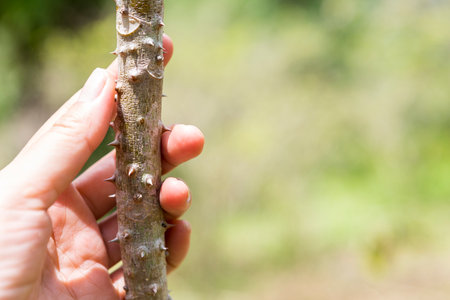 Closeup Girl hand around tree full of thorn over blurred nature green background, outdoor day light, gardener and plantの写真素材