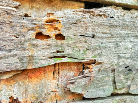 Closeup Old wooden wall damaged by termite, termite treatment, house damageの写真素材