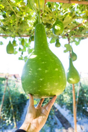 Bottle Gourd or Calabash hanging in the garden with girl hand, organic vegetable farming in north of Thailandの写真素材