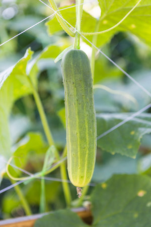 Closeup fresh cucumber from organic garden, agriculture concept, healthy foodの写真素材