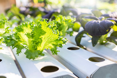Closeup green lettuce growing with Hydroponic system, organic vegetable farming, outdoor day lightの写真素材