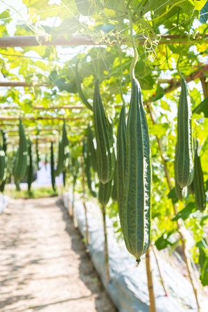 Angled Gourd farming in north of Thailand, organic Luffa acutangula farming, agriculture conceptの写真素材