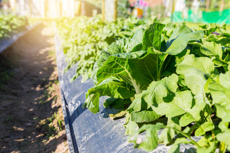 Organic vegetable garden with vintage warm light, organic vegetable farming in Thailand, outdoor day light, agriculture concept, healthy foodの写真素材
