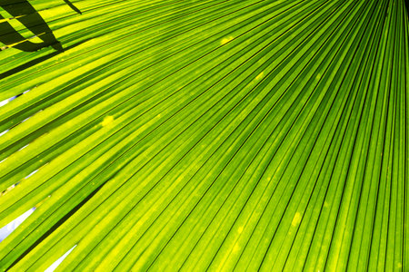 Closeup palm leaf texture background, nature pattern backgroundの写真素材