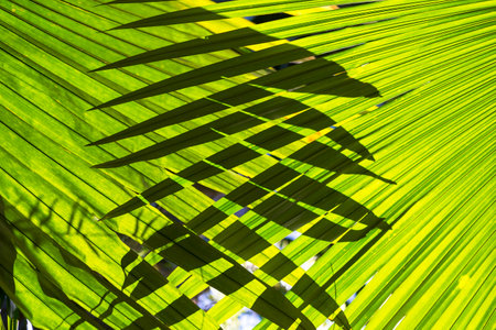 Closeup palm leaf texture background, nature pattern backgroundの写真素材