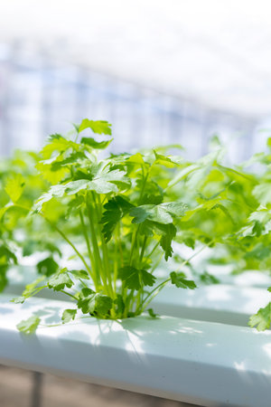 Young Chinese celery plant with Hydroponic system, organic farming, agriculture industryの写真素材