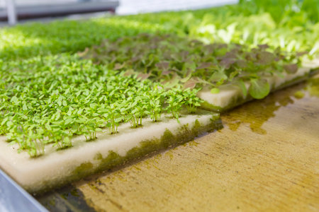 Chinese celery seedling with Hydroponic system, vegetable garden, agriculture conceptの写真素材