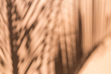 Abstract leaves shadow on cement wall background, palm leaf shadow on orange wall background,...