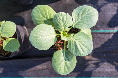 Young Chines broccoli plant from top view, organic Chinese kale gardenの写真素材