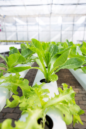 Closeup Young Cos lettuce in Hydroponic system rack, organic agriculture industry conceptの写真素材