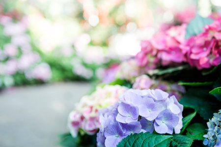 Beautiful Hydrangea flower garden background, spring season, nature concept background