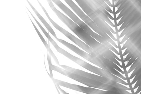 Abstract background of coconut leaf shadow on swimming pool water surface, vintage filterの写真素材