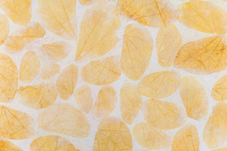 Yellow leaves pattern on white paper background, natural leaves texture backgroundの写真素材