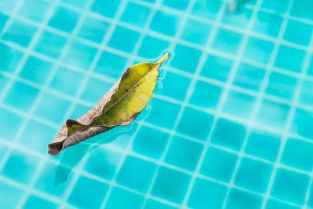 Leaf floating on swimming pool water, outdoor day lightの写真素材