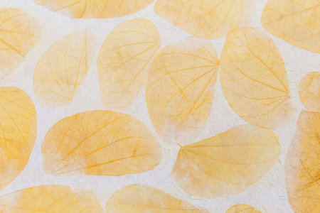 Yellow leaves pattern on white paper background, natural leaves texture backgroundの写真素材