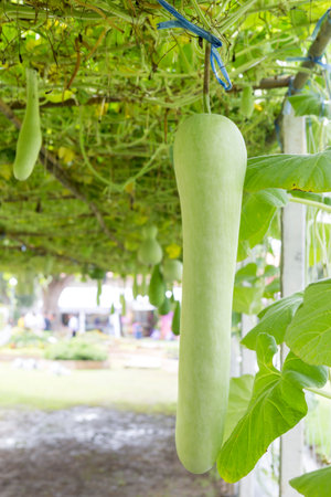 Fresh green bottle gourd over blurred background, Calabah grow on a trellisの写真素材