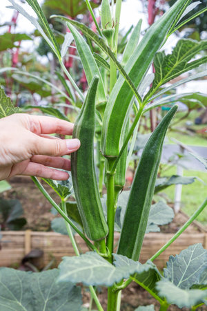 Home grow organic Okra in North of Thailand, Okra plant from organic farmの写真素材