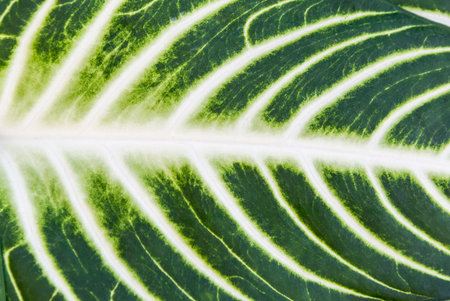 Closeup natural green leaf texture background, green leaf pattern backgroundの写真素材