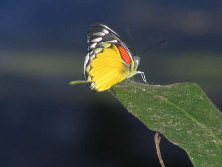 butterfly in thailandの写真素材