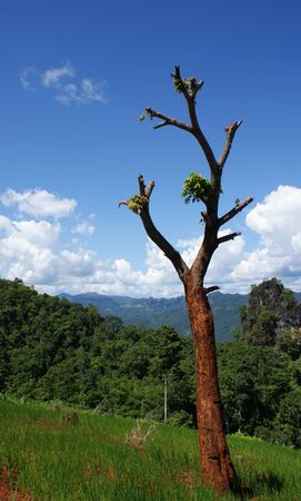 tree in blue sky, maehongsonの写真素材