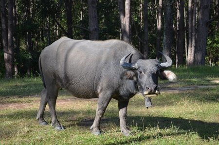 Thailand buffaloの写真素材