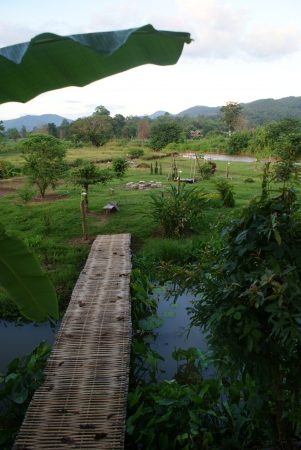 Nature Route with bamboo bridgeの写真素材