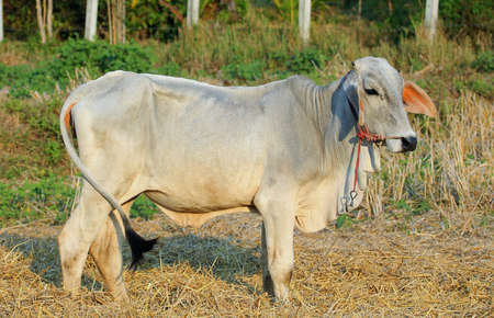 Cows on a summer pasture
