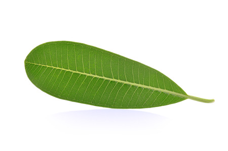 Frangipani leaf isolated on white backgroundの写真素材