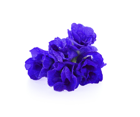 Butterfly Pea flowers  isolated on white backgroundの写真素材