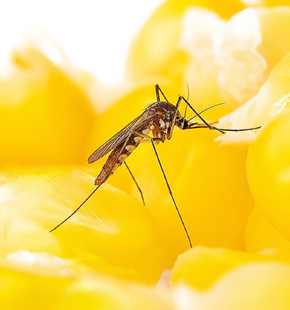 Aedes aegypti Mosquito. Close up a Mosquito on food background.の写真素材