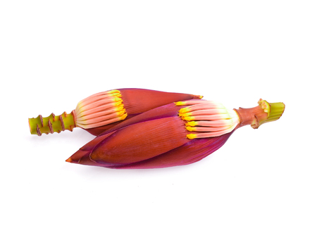 Banana blossom/flower and ripe banana on white background.の写真素材